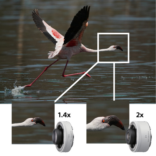 Sony FE 200-600mm f/5.6-6.3 G OSS Lens