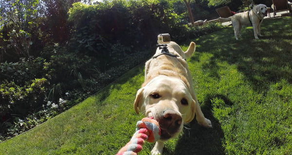 Adjustable Dog Pet Harness Back Mount Strap for GoPro